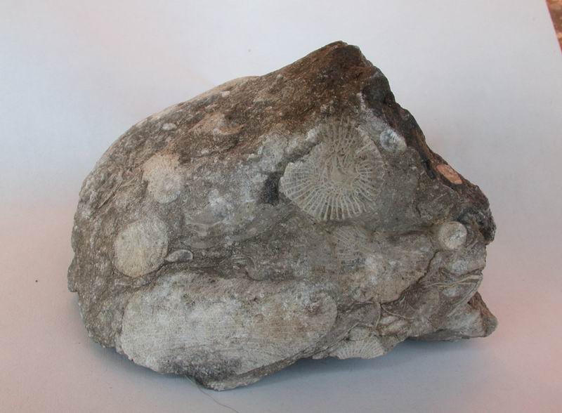 Fossili e minerali....